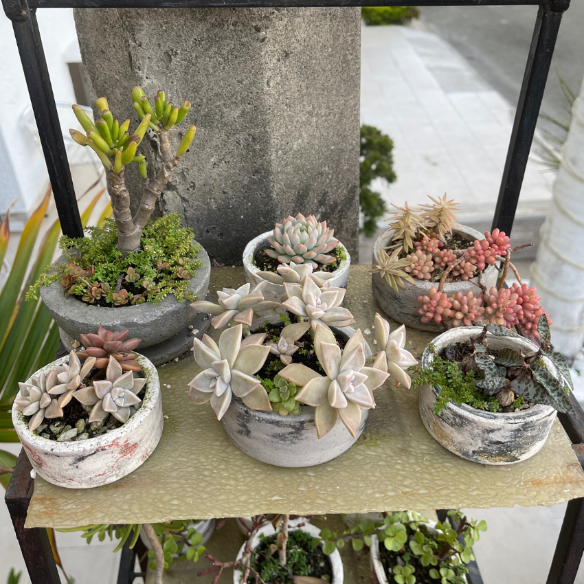 Matera (maceta) Choco