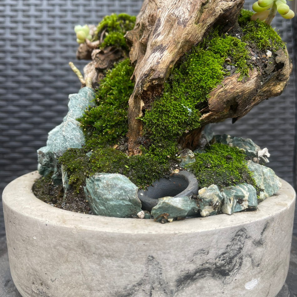 Bosques Vivos – JardÃn de Rocas