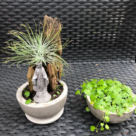 Matera (maceta) Manaure