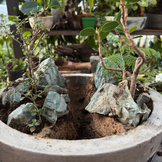 Bosques Vivos – Edición Río Profundo