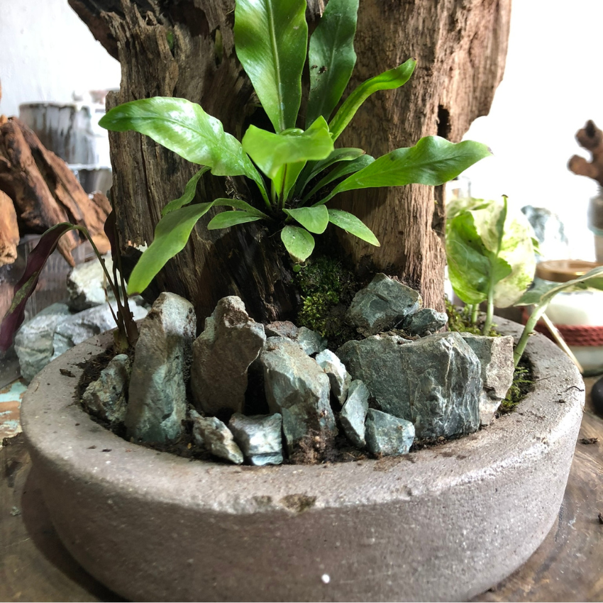 Maceta Urabá