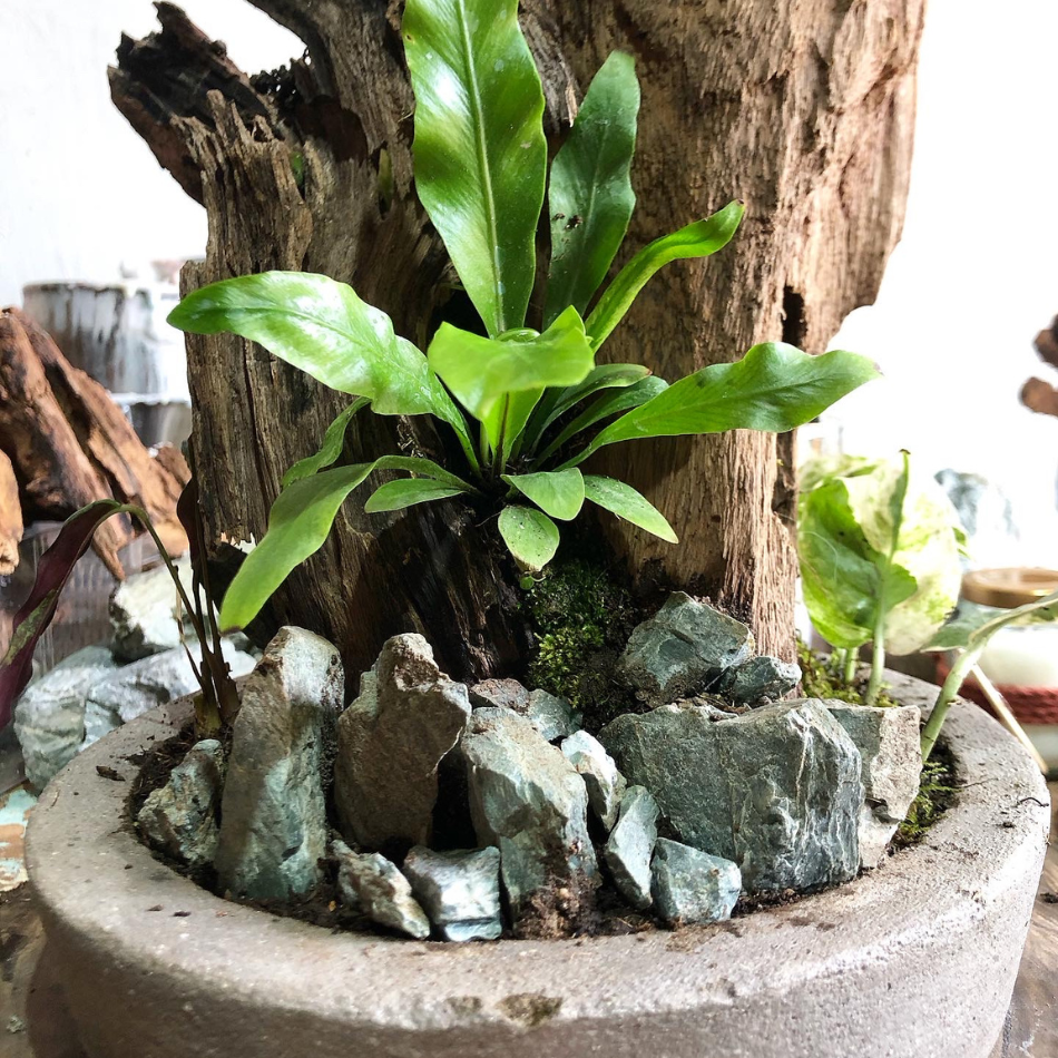 Bosques Vivos – JardÃn de Rocas