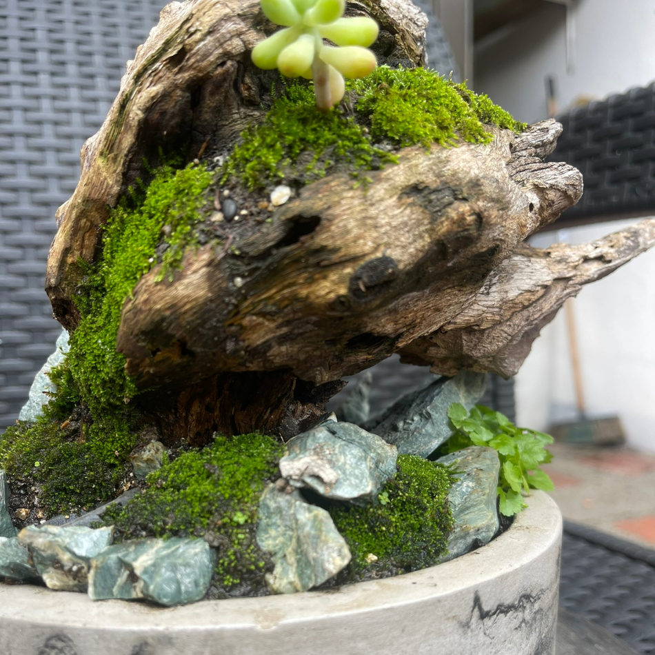 Bosques Vivos – JardÃn de Rocas