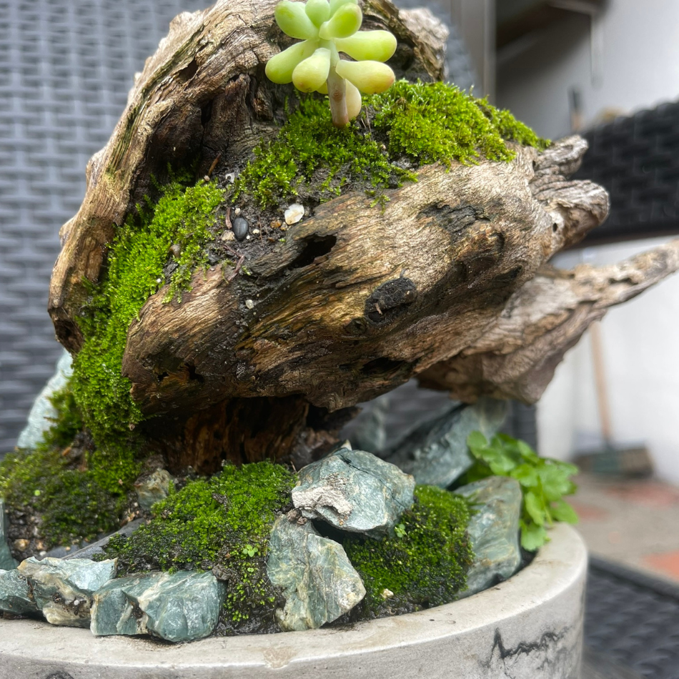 Bosques Vivos – JardÃn de Rocas