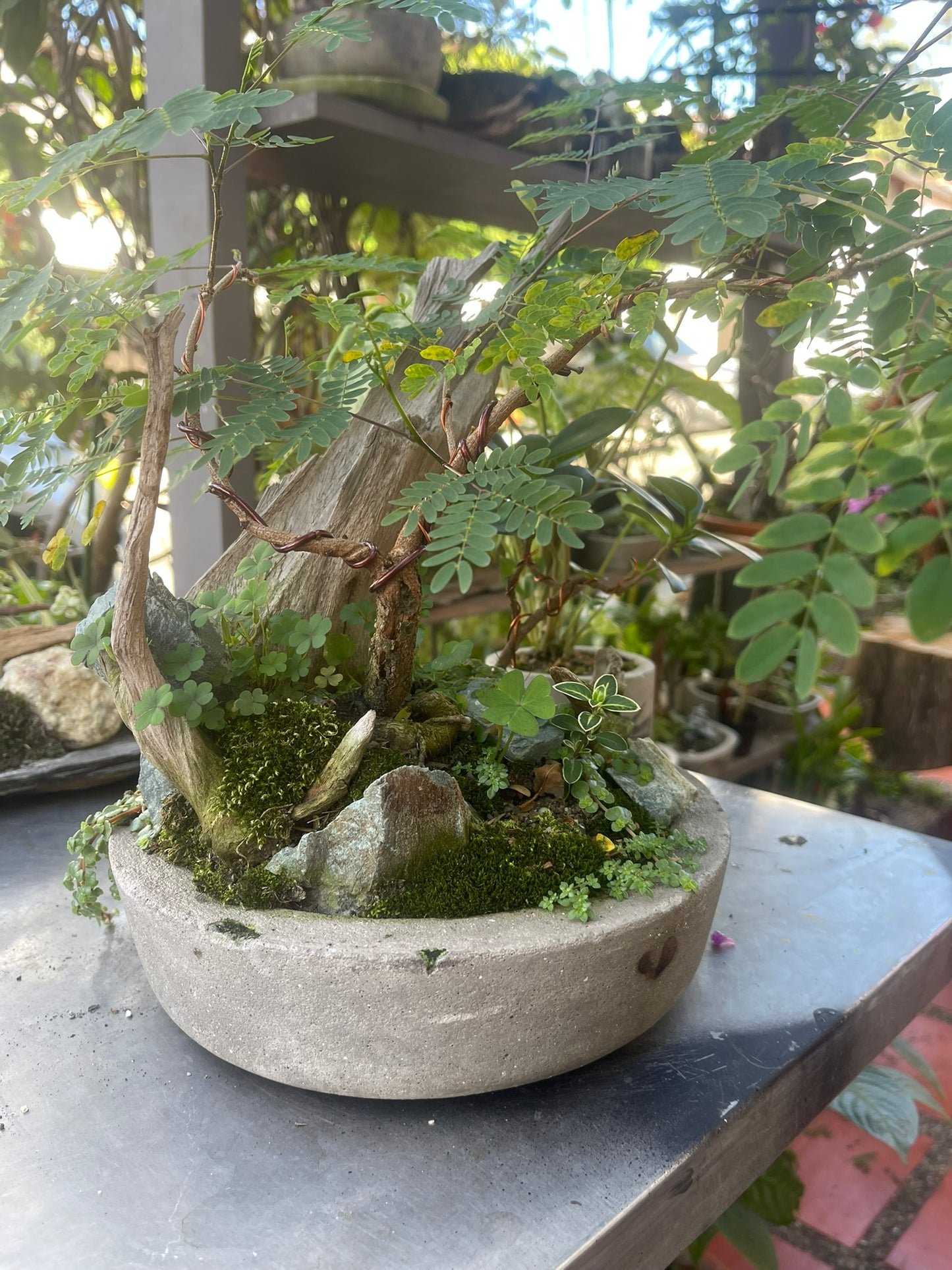 Bosque vivo – Selva miniatura