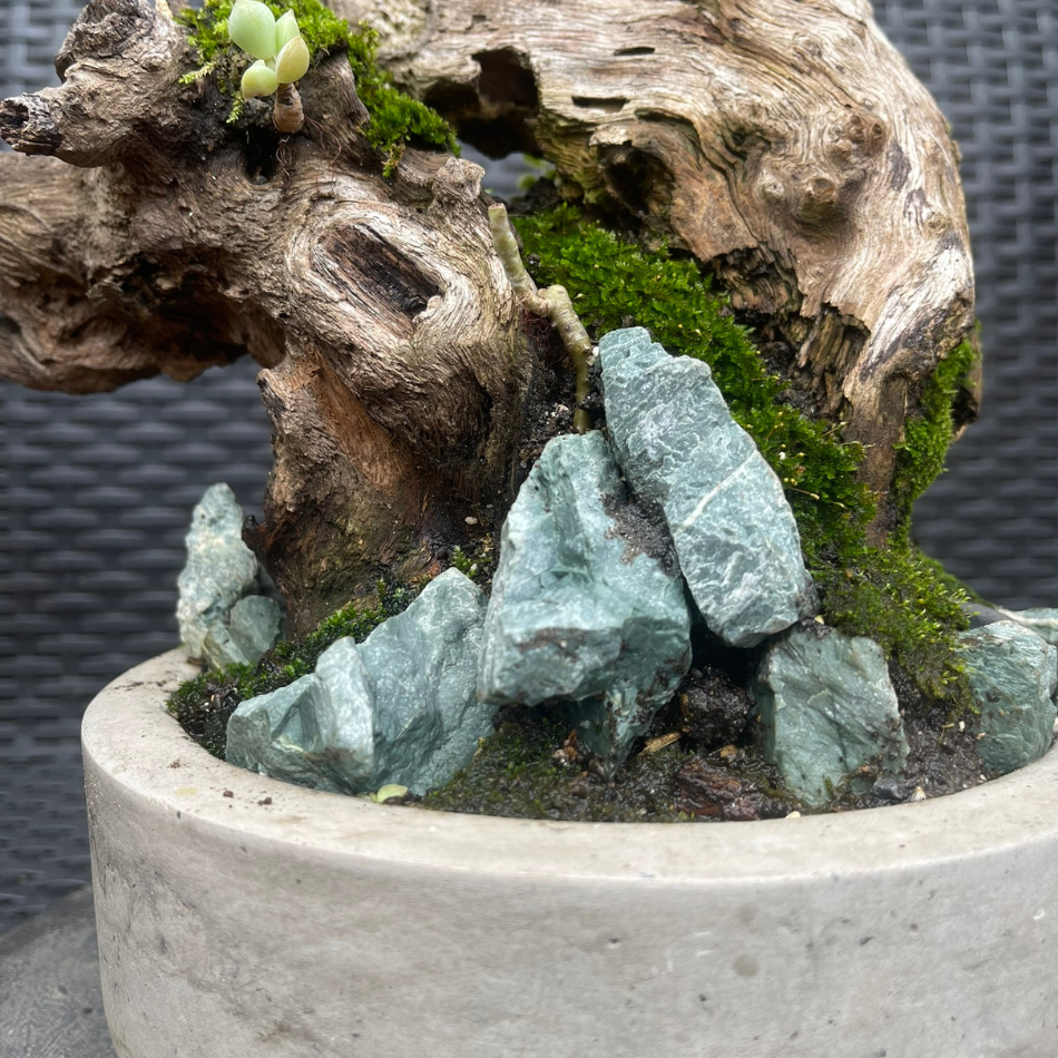 Bosques Vivos – Jardín de Rocas