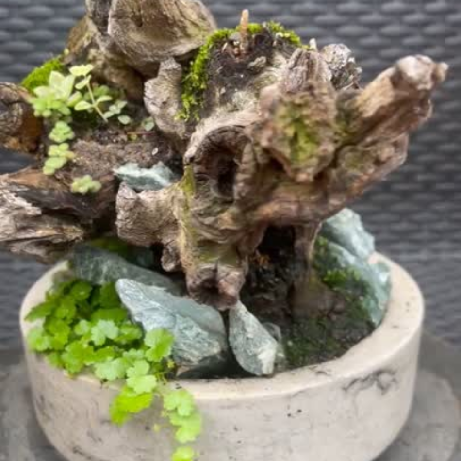Bosques Vivos – Jardín de Rocas