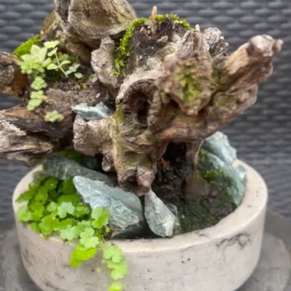 Bosques Vivos – Jardín de Rocas