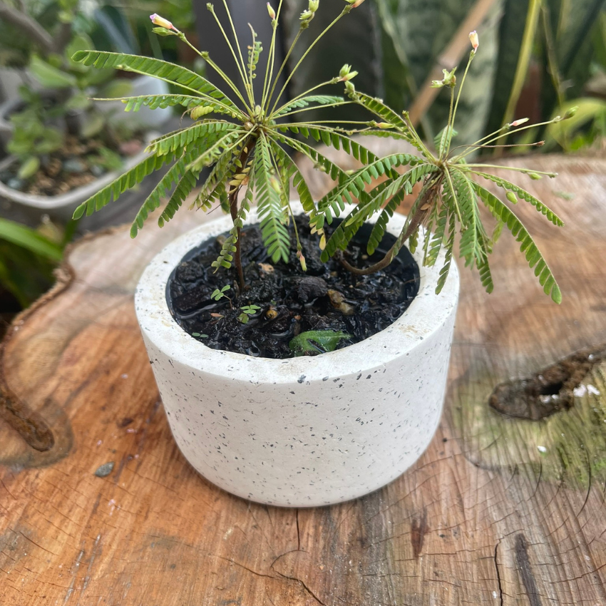 Matera (maceta) Choco