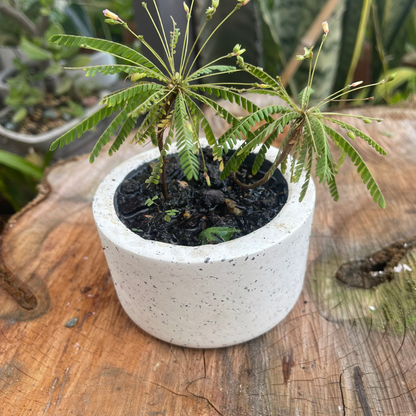 Matera (maceta) Choco