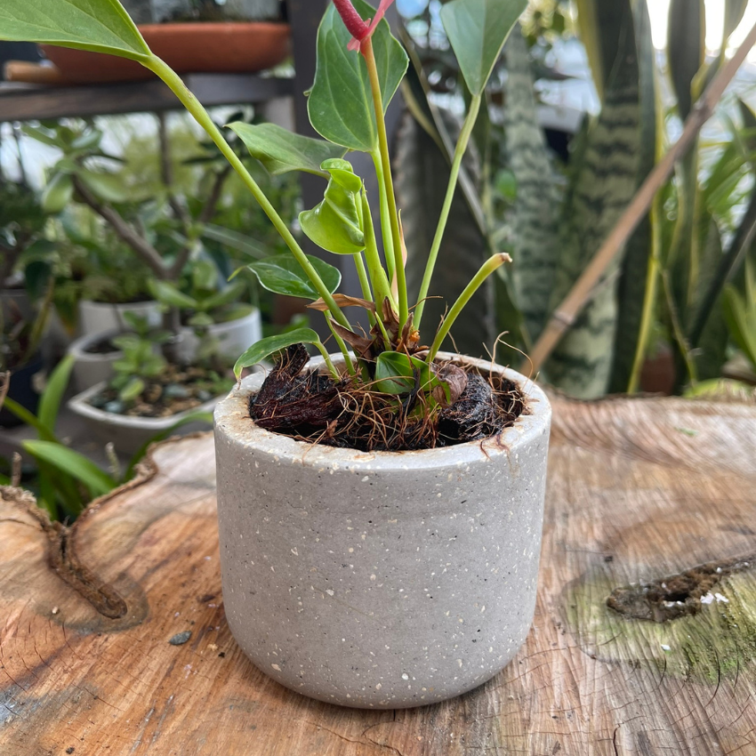 Matera (maceta) Choco