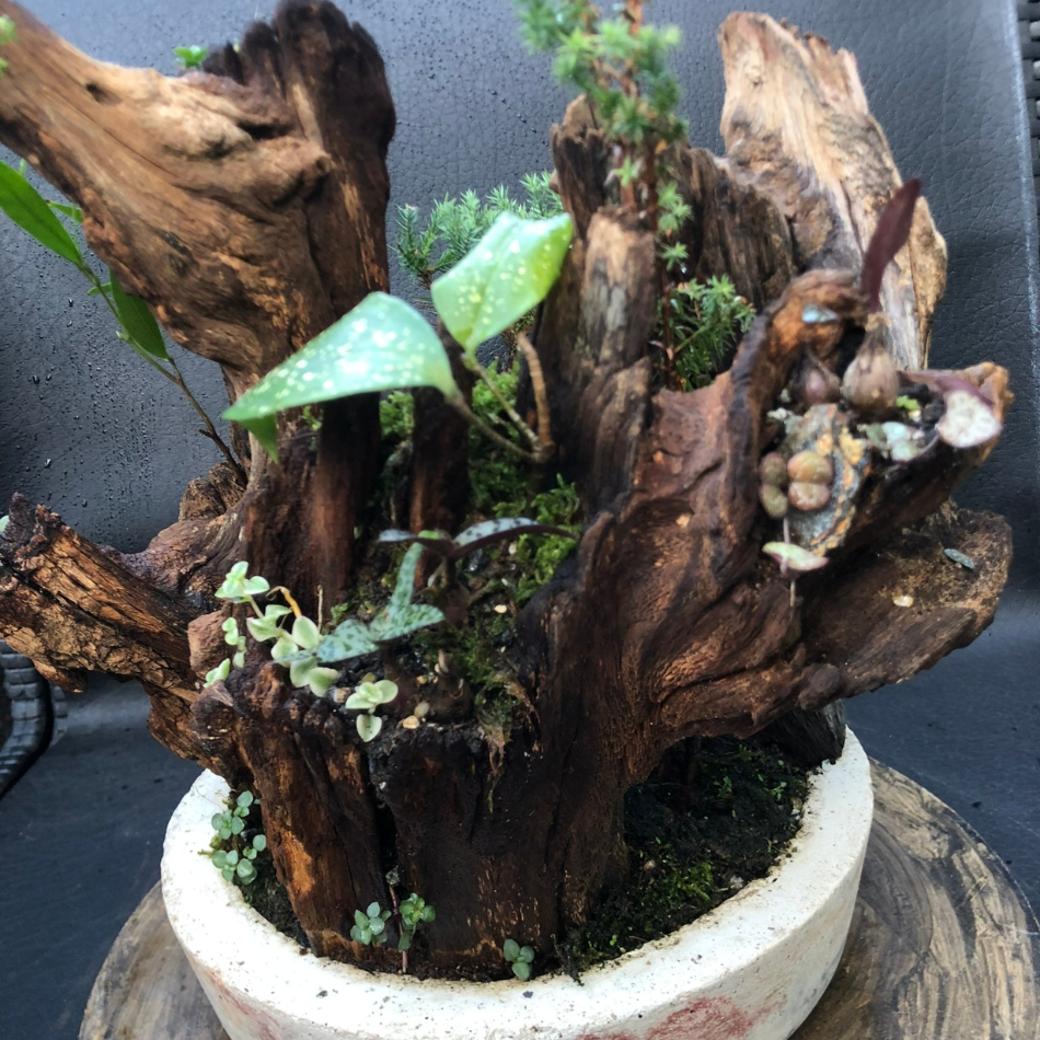 Bosques Vivos – Edición Río Profundo