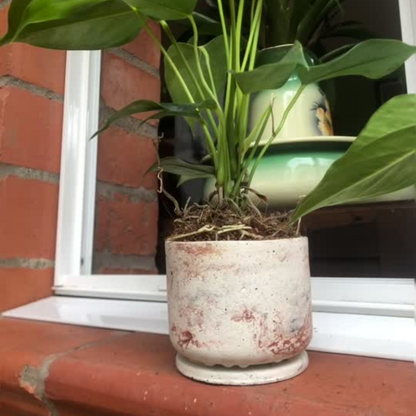 Matera (maceta) Choco