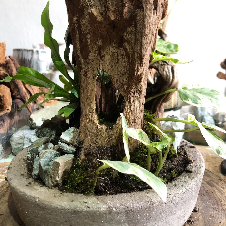 Bosques Vivos – Jardín de Rocas