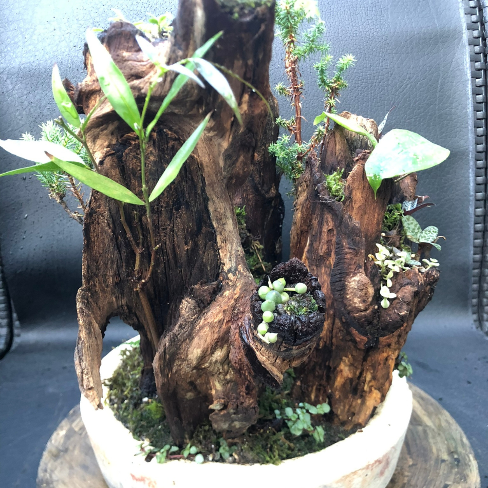 Bosques Vivos – Edición Río Profundo