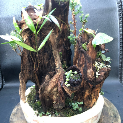 Bosques Vivos – Edición Río Profundo
