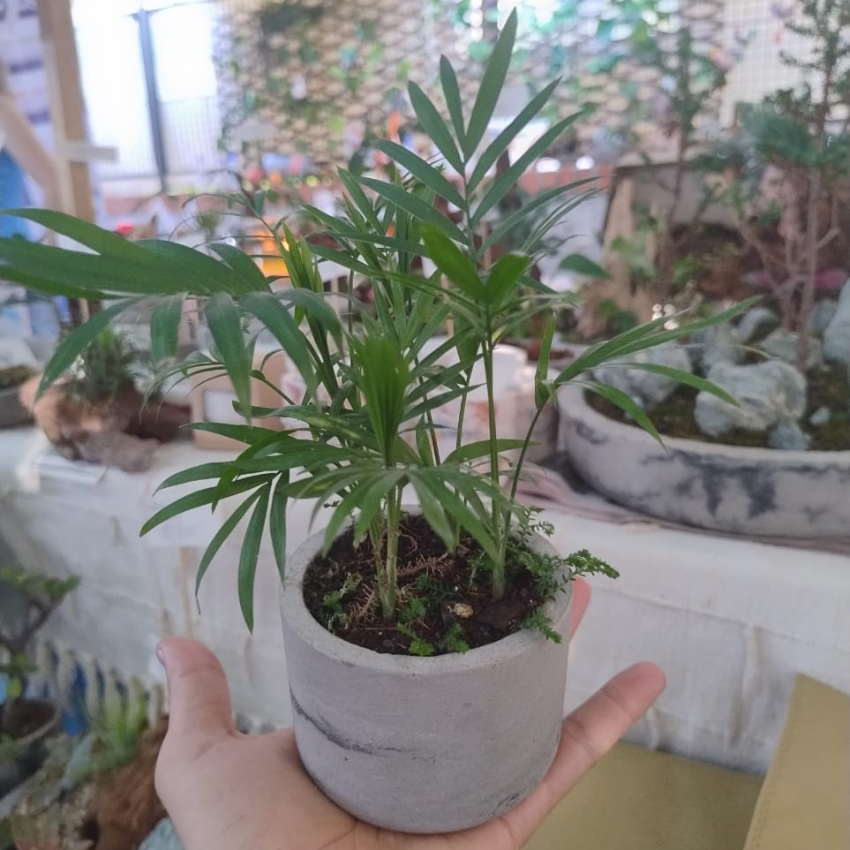 Matera (maceta) Choco