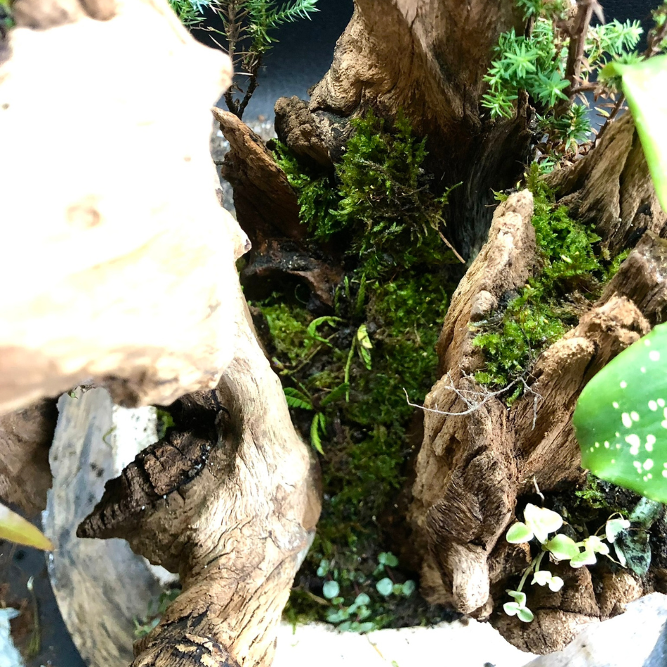 Bosques Vivos – Edición Río Profundo