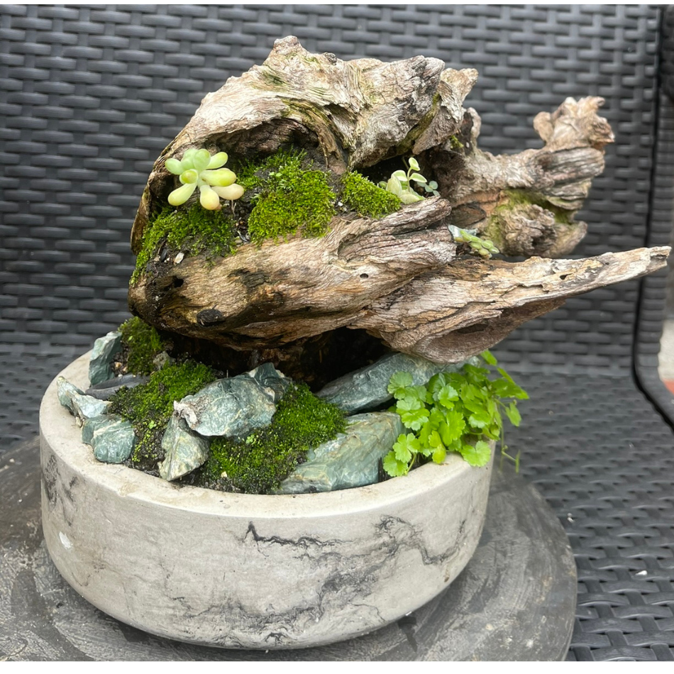 Bosques Vivos – Jardín de Rocas
