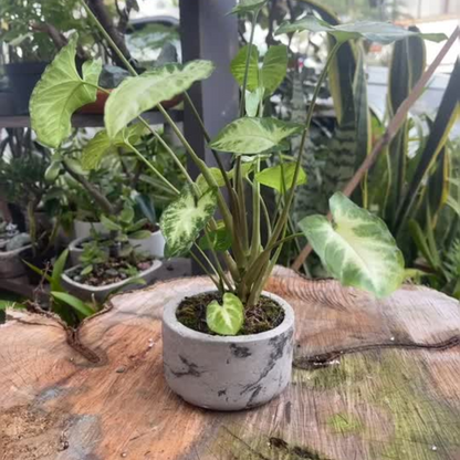 Matera (maceta) Choco