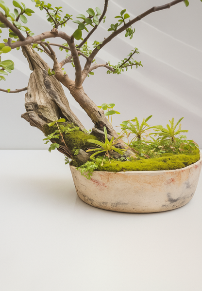 Bonsái con Elementos Naturales