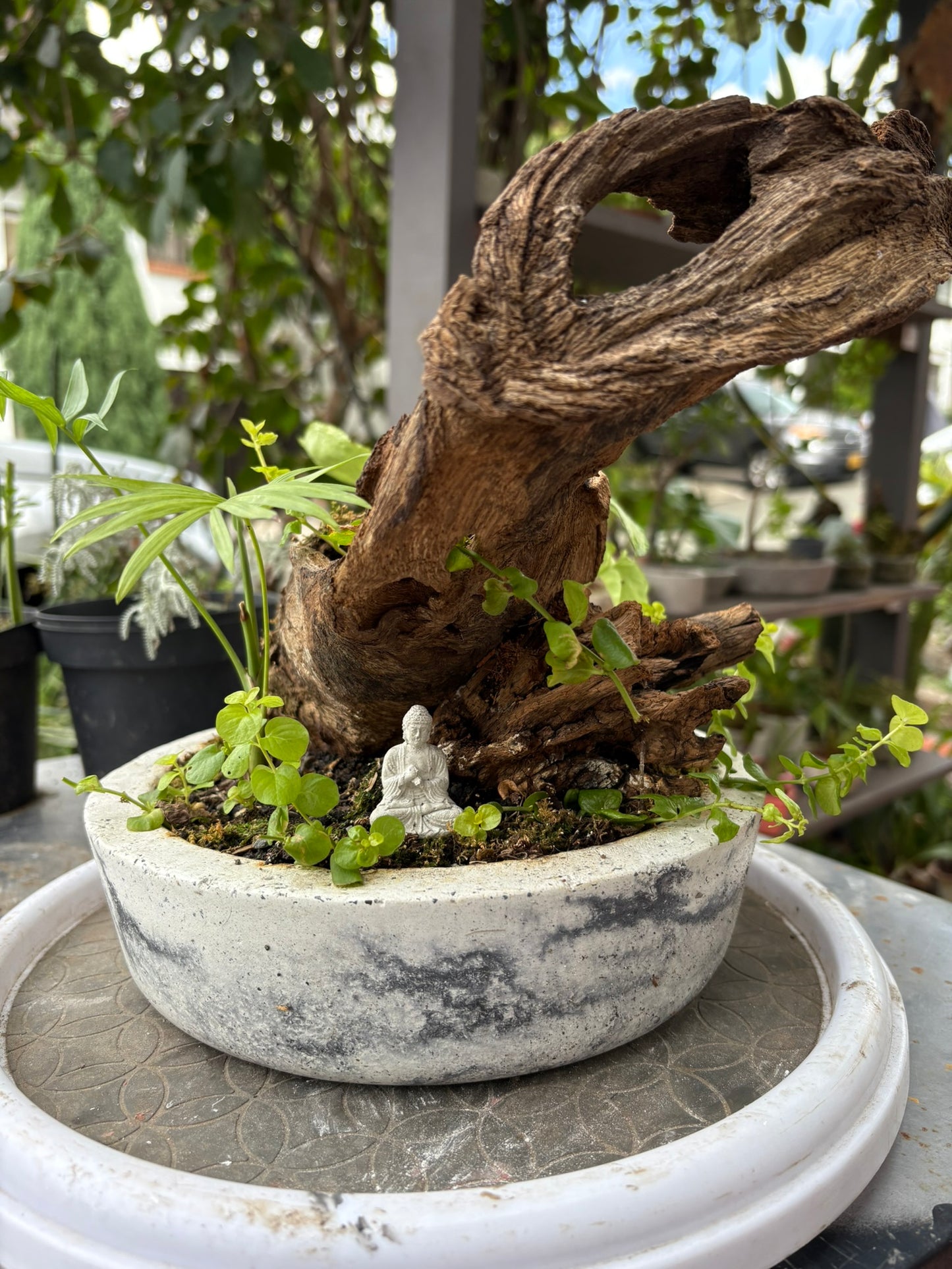 Bosque vivo  – Selva miniatura