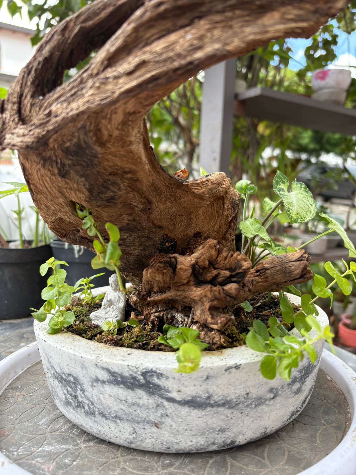 Bosque vivo  – Selva miniatura