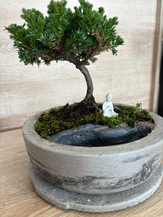 Bonsái con Lago Zen Pequeño