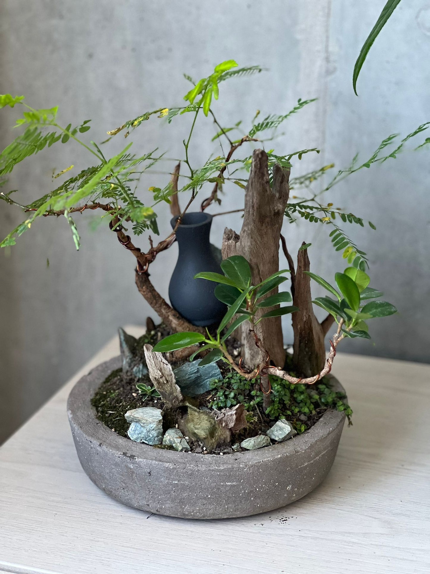 Bosque vivo  – Selva miniatura